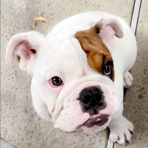 Meet your Posher, Danielle - Picture 2 of 2